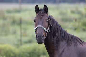 Farm horse in a field on a late sunny afternoon in Indiana