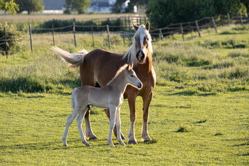 A mama and baby horse standing together in a pasture