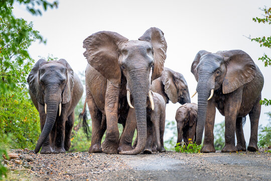 Elephants in the Kruger National Park, South Africa 