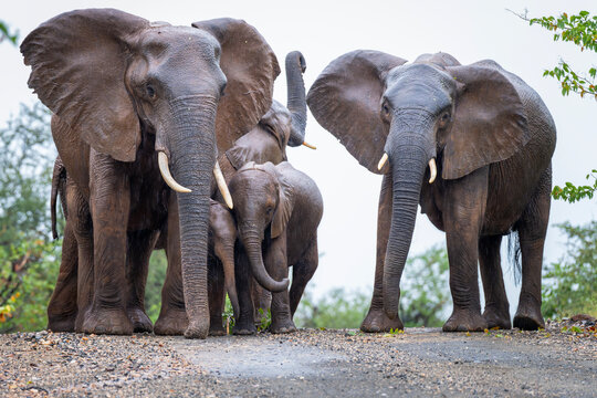 Elephants in the Kruger National Park, South Africa 