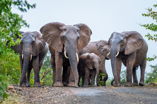 Elephants in the Kruger National Park, South Africa 