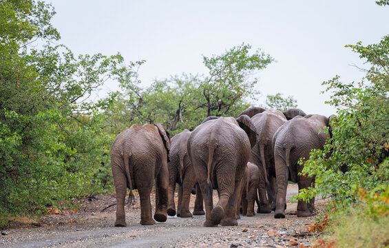 Elephants in the Kruger National Park, South Africa 