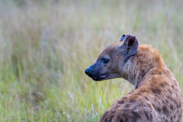 Spotted Hyena in the Kruger National Park 