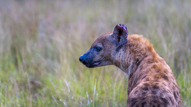 Spotted Hyena in the Kruger National Park 