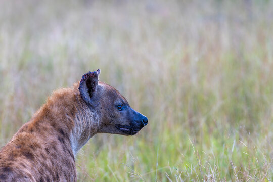 Spotted Hyena in the Kruger National Park 