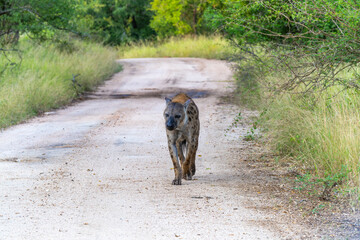 Hyena in the Kruger National Park 