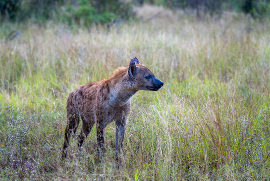 Spotted Hyena in the Kruger National Park 