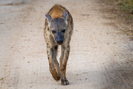 Spotted Hyena in the Kruger National Park