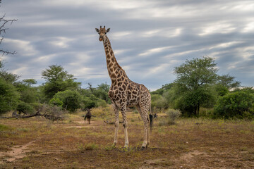 Giraffe in the Kruger National Park, South Africa 