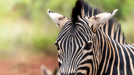Naklejka premium Zebra in the Kruger National Park 