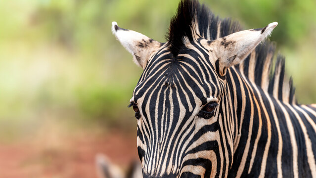 Zebra in the Kruger National Park 