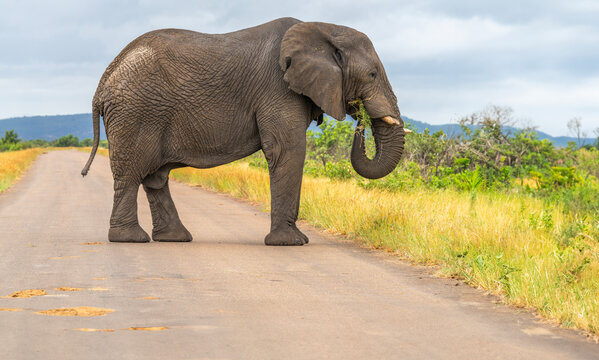 Elephants in the Kruger National Park, South Africa 