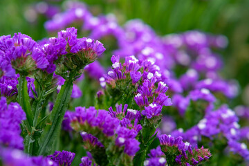 Sea lavender in Northern Blossoms garden in Atok Benguet Philippines.