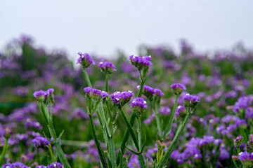 Sea lavender in Northern Blossoms garden in Atok Benguet Philippines.