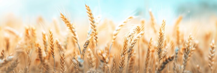 Fototapeta premium Abstract background of golden wheat ear in field with blue sky