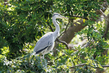 木の枝にとまった青鷺
