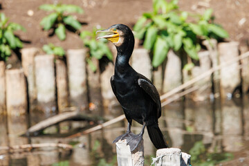 川岸で休む河鵜