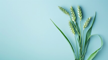 Obraz premium Green young wheat ear over plain blue background