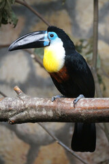 yellow billed toucan