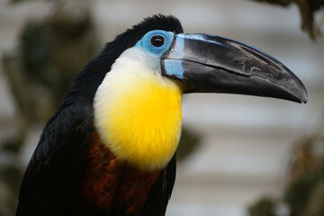 toucan in the zoo