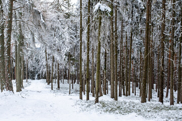 forest covered with snow, snowy frozen landscape, winter time