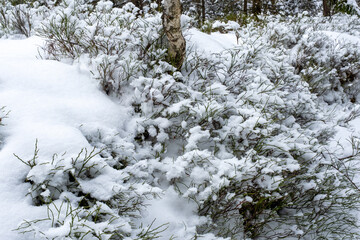 blueberry bushes under the snow, birch trunk in snowy blueberry bushes, winter time, snowy frozen landscape