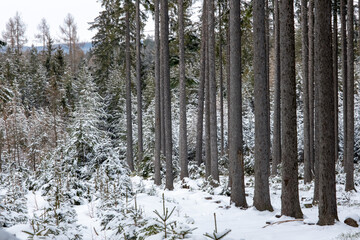 forest covered with snow, snowy frozen landscape, winter time