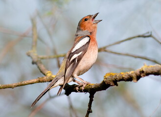 robin on branch