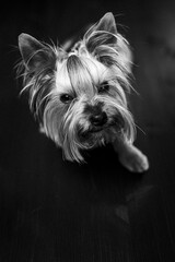 yorkshire terrier puppy portrait black and white