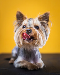 yorkshire terrier sitting on the floor