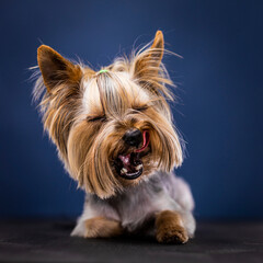 yorkshire terrier portrait 