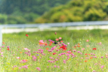 Obraz premium 満開のポピー