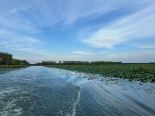 A vast expanse of a serene water body covered with lush green lily pads, extending towards the...