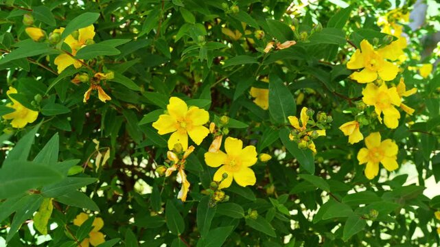 St Johns Wort Flower Pan Shot
