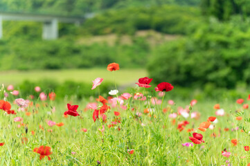 満開のポピー