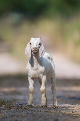 Obraz premium A white baby goat stands and facing the lens.