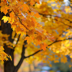 Colorful autumn leaves on a tree in a city park. Bright yellow, orange and gold autumn leaves. Romantic and beautiful time of year. Autumn landscape.