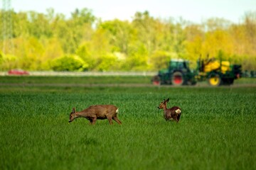Wild roe deer grazing within the city of Munich against the backdrop of the autobahn, and a tractor.