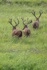 A group of elk leaving away. Back to camera.