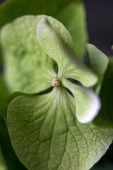 Green hydrangea flower close up