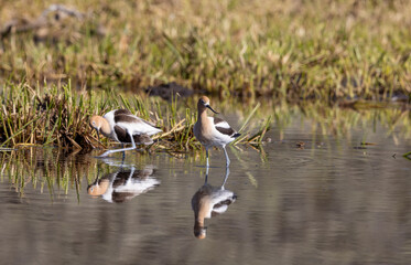 Pair of American Avocets Reflected in a Wyoming Pond in Springtime