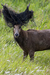 A wild elk stands in the grass. There were fishing nets tangled around the antlers.