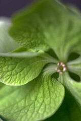 Green hydrangea flower close up