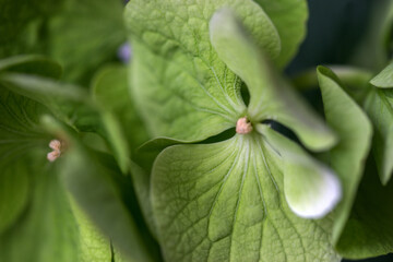 Green hydrangea flower close up