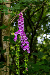 Digitalis purpurea, the foxglove in scottish forest, Highlands, Scotland