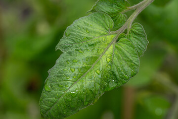 Wet leaf of the tomato plant with water drops