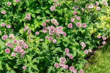 field of Astrantia or masterwort in bloom in a sunny garden bed in spring