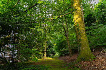 Fototapeta premium Ruhiger Waldweg mit üppiger Bepflanzung im Sonnenlicht