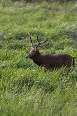 A wild elk stands in the grass.