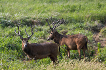Two wild elk on guard.